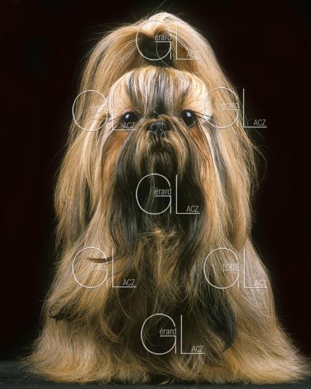 Shi Tzu