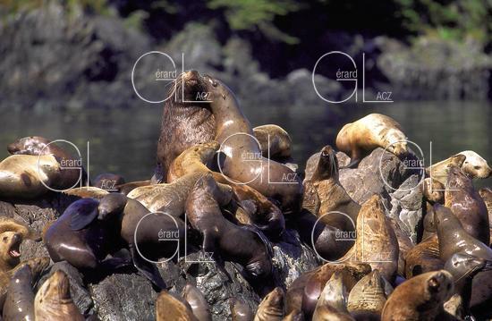 Lion de Mer de Steller