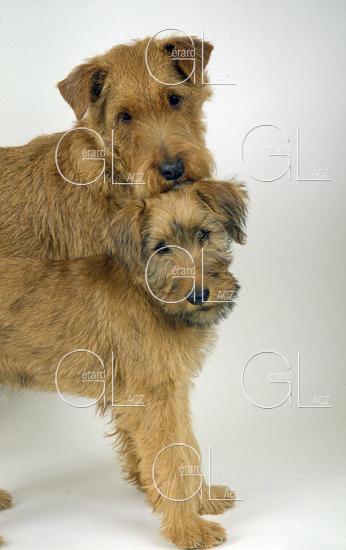 Irish Terrier