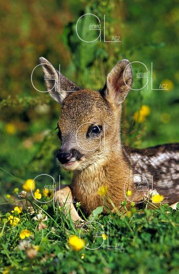 Chevreuil, capreolus capreolus, Faon couche dans les Fleurs Jaunes, Normandie 