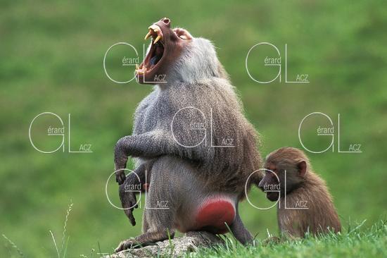Hamadryas Baboon