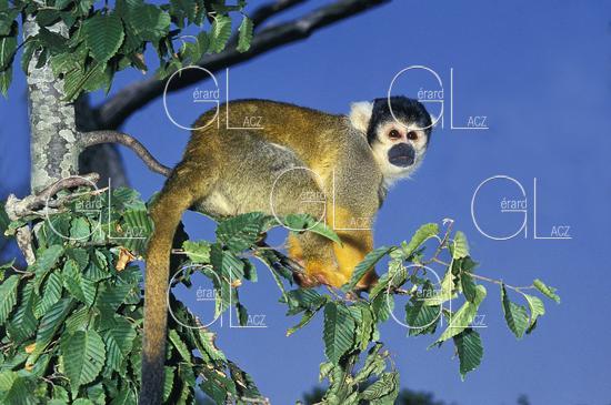 Squirrel Monkey
