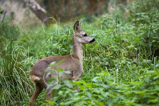 Chevreuil, capreolus capreolus, Femelle dans les Hautes Herbes, Normandie 