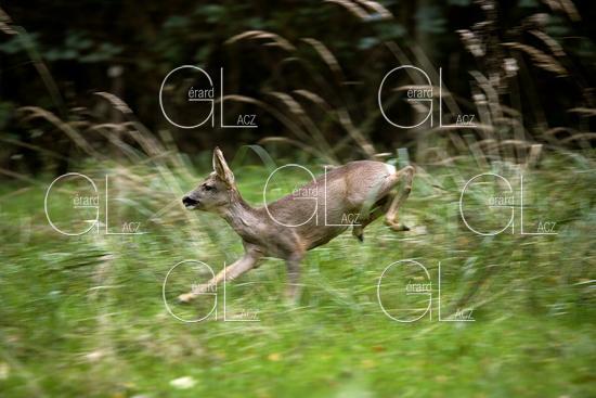 Chevreuil, capreolus capreolus, Biche dans les Hautes Herbes, Normandie 