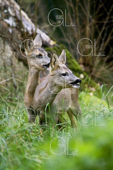 Chevreuil, capreolus capreolus, Femelle et Jeune Male dans les Hautes Herbes, Normandie 
