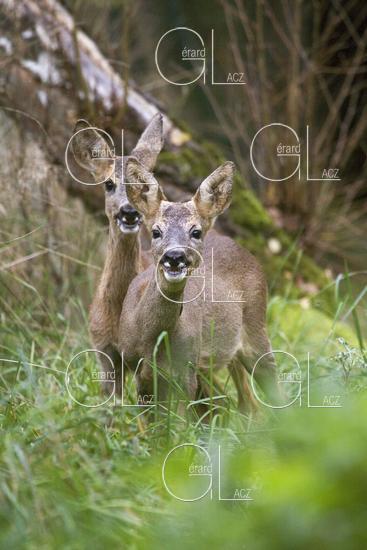 Chevreuil, capreolus capreolus, Biches dans les Hautes Herbes, Normandie 