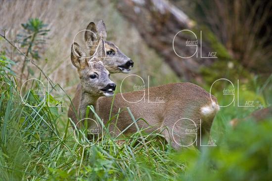 Chevreuil, capreolus capreolus, Biches dans les Hautes Herbes, Normandie 