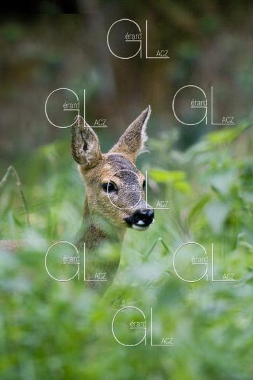 Chevreuil, capreolus capreolus, Femelle dans les Hautes Herbes, Normandie 
