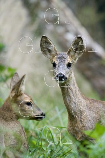 Chevreuil, capreolus capreolus, Biches dans les Hautes Herbes, Normandie 
