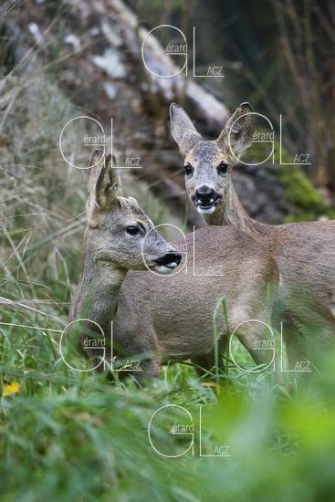 Chevreuil, capreolus capreolus, Femelle et Jeune Male dans les Hautes Herbes, Normandie 