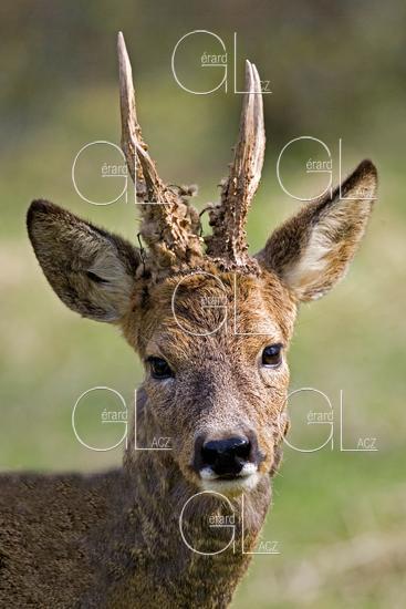 Chevreuil, capreolus capreolus, Portrait d'un Male, Normandie 