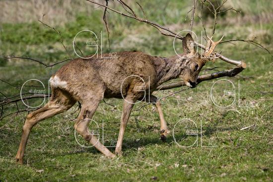 Chevreuil, capreolus capreolus, Male qui Frotte ses Bois sur une Branche, Normandie 