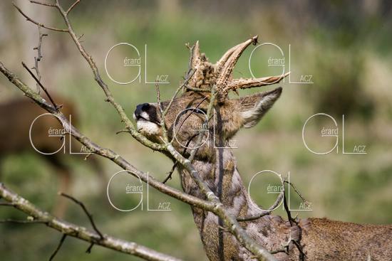 Chevreuil, capreolus capreolus, Male qui se Frotte aux Branches, Normandie 