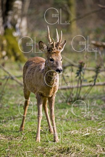 Chevreuil, capreolus capreolus, Male dans un Sous Bois, Normandie 