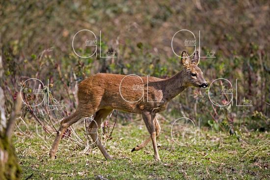 Chevreuil, capreolus capreolus, Femelle, Normandie 