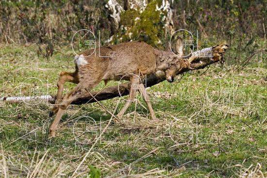 Chevreuil, capreolus capreolus, Male qui Frotte ses Bois sur une Branche, Normandie 