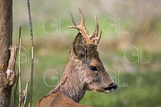 CHEVREUIL capreolus capreolus, PORTRAIT D'UN MALE, NORMANDIE 