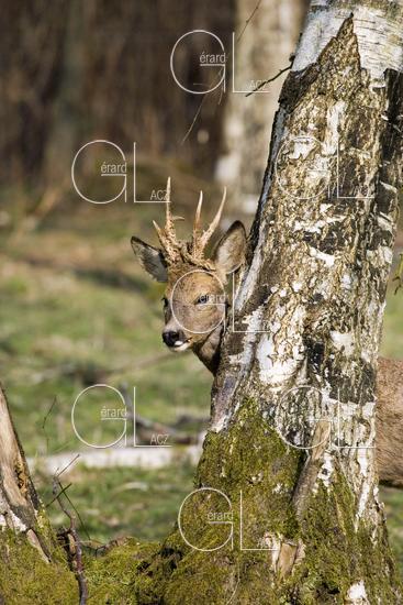 Chevreuil, capreolus capreolus, Male cache dans un Sous Bois, Normandie 