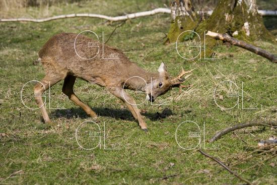 CHEVREUIL capreolus capreolus, MALE EN POSTURE D'INTIMIDATION, NORMANDIE 