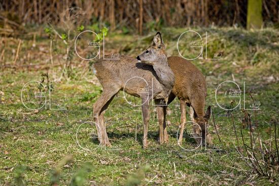 Chevreuil, capreolus capreolus, Femelles dans un Sous Bois, Normandie 
