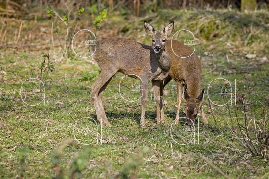 CHEVREUIL capreolus capreolus, FEMELLES, NORMANDIE 