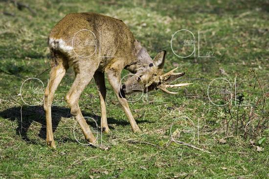 Chevreuil, capreolus capreolus, Male qui se Gratte la Patte, Normandie 