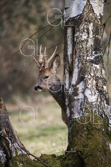 Chevreuil, capreolus capreolus, Male cache derriere un Tronc d'Arbre, Normandie 
