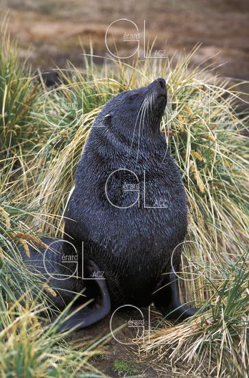 Otarie à Fourrure Antarctique