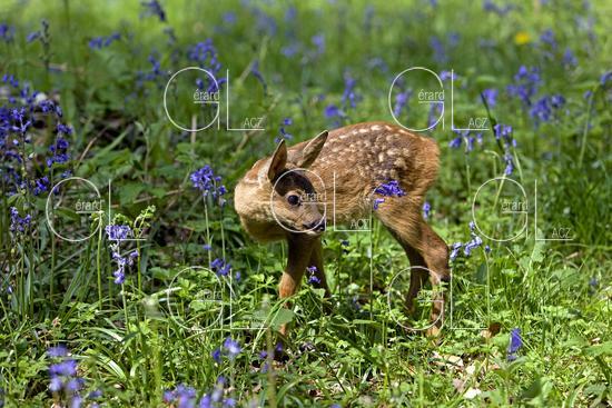 Chevreuil, capreolus capreolus, Faon dans les Fleurs, Normandie 