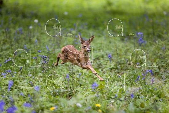 Chevreuil, capreolus capreolus, Faon qui Saute dans les Fleurs, Normandie 