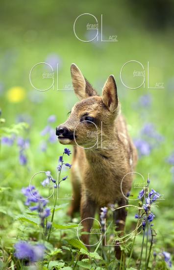 Chevreuil, capreolus capreolus, Faon dans les Fleurs, Normandie 