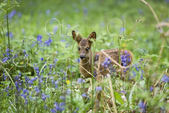 Chevreuil, capreolus capreolus, Faon dans les Fleurs, Normandie 
