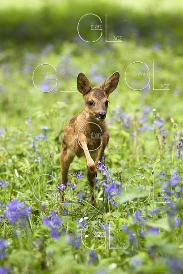 CHEVREUIL capreolus capreolus, FAON QUI SAUTE DANS LES FLEURS, NORMANDIE 