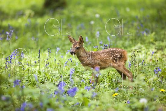Chevreuil, capreolus capreolus, Faon dans les Fleurs, Normandie 