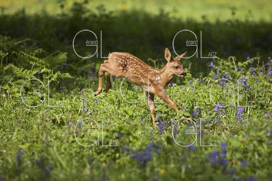 CHEVREUIL capreolus capreolus, FAON QUI SAUTE DANS LES FLEURS, NORMANDIE 