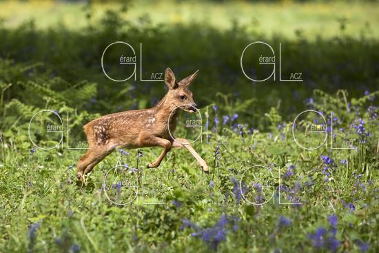 Chevreuil, capreolus capreolus, Faon courant dans les Fleurs, Normandie 
