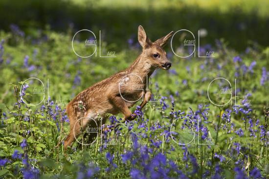 Chevreuil, capreolus capreolus, Faon Sautant dans les Fleurs, Normandie 