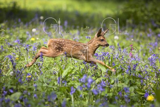 Chevreuil, capreolus capreolus, Faon dans les Fleurs, Normandie 
