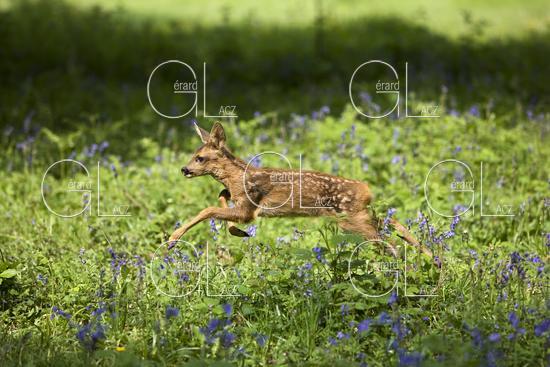 Chevreuil, capreolus capreolus, Faon dans les Fleurs, Normandie 