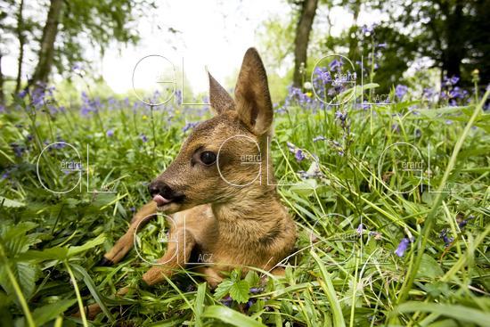 Chevreuil, capreolus capreolus, Faon Couche dans les Fleurs, Normandie 