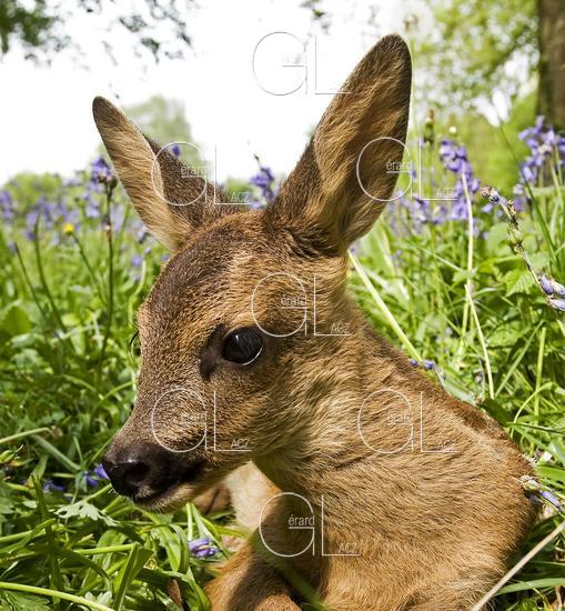 Chevreuil, capreolus capreolus, Faon Couche dans les Fleurs, Normandie 