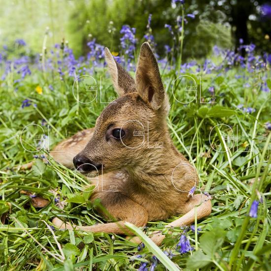 Chevreuil, capreolus capreolus, Faon couche dans les Fleurs, Normandie 