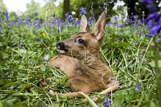 Chevreuil, capreolus capreolus, Faon dans les Fleurs, Normandie 