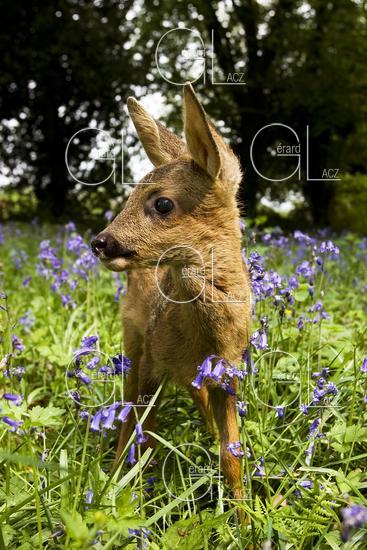 Chevreuil, capreolus capreolus, Faon dans les Fleurs, Normandie 