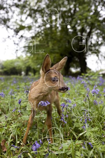 Chevreuil, capreolus capreolus, Faon dans les Fleurs, Normandie 