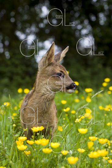 Chevreuil, capreolus capreolus, Faon dans les Fleurs, Normandie 