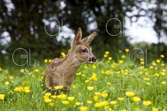 Chevreuil, capreolus capreolus, Faon dans les Fleurs Jaunes, Normandie 