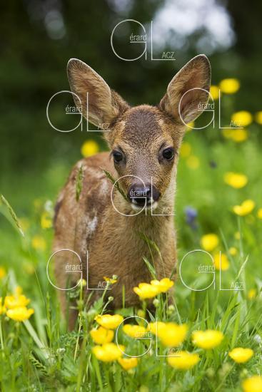 Chevreuil, capreolus capreolus, Faon dans les Fleurs Jaunes, Normandie 