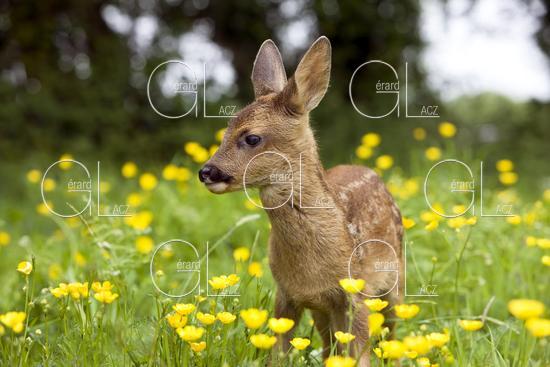 CHEVREUIL capreolus capreolus, FAON DANS LES FLEURS JAUNES, NORMANDIE 