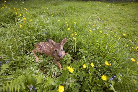 Chevreuil, capreolus capreolus, Faon dans les Fleurs, Normandie 